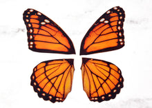 Load image into Gallery viewer, Miniature monarch butterfly wings