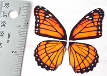 Load image into Gallery viewer, Miniature monarch butterfly wings