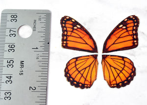 Miniature monarch butterfly wings