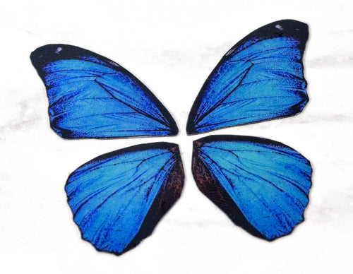 Miniature blue morpho butterfly wings