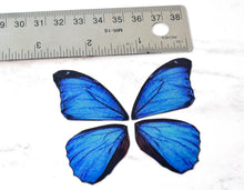 Load image into Gallery viewer, Miniature blue morpho butterfly wings