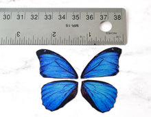 Load image into Gallery viewer, Miniature blue morpho butterfly wings