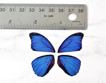 Load image into Gallery viewer, Miniature blue morpho butterfly wings